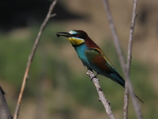 European bee-eater (Merops apiapster) perched a dry tree branch. Colorful bird with a bee in its beak.