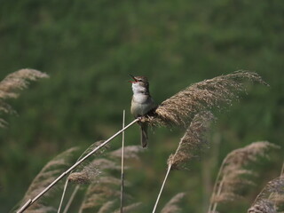 Great reed warbler (Acrocephalus arundinaceus) perched on reed singing, iconic behaviour of the great reed warbler.