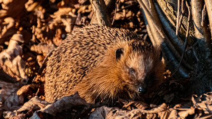 Cute hedgehog at sunset at the famous Grandsberg, Schwarzach, Bavaria, Germany