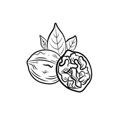 Vector illustration, Walnut with leaves, black and white icon template isolated on white background.
