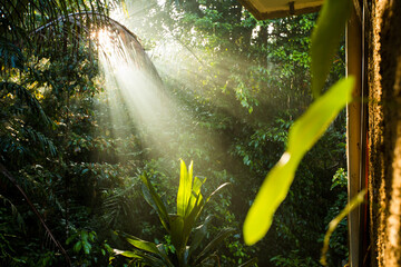 Morning light streaming through the trees in a tropical forest in Bali.