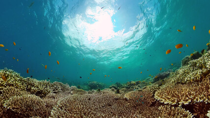 Fototapeta na wymiar Tropical coral reef. Underwater fishes and corals. Philippines.