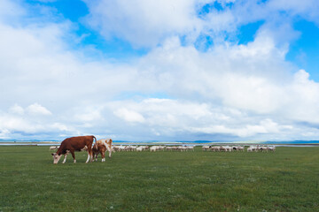 Cows grazing on natural pastures