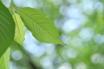 Fresh green leaves background