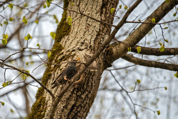 Star . Common starling . Sturmus vulgaris