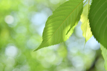 Fresh green leaves background
