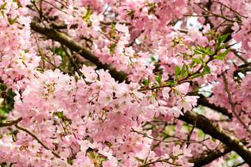 A blooming cherry-tree on a spring day.