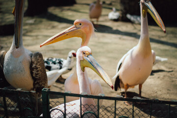 Beautiful birds captured in Zoo Varna