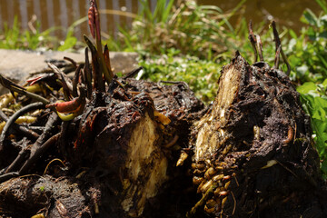 The rhizome of a water lily after wintering in a film pond. Division of the rhizome.Reproduction and cultivation, growing of Nymphaea. High quality photo