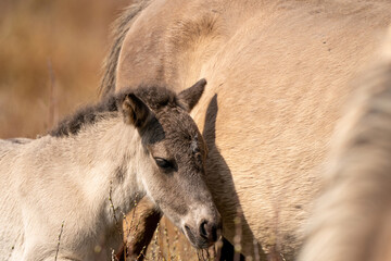Mare and foal konik horses head in a nature reserve, they graze in the golden reeds © Dasya - Dasya