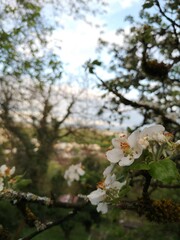 Obraz premium flower