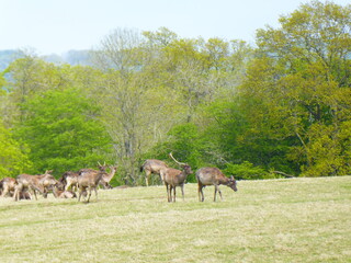 Deer herd on a deer sanctuary