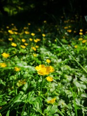 Obraz premium flower