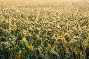 Wheat field at sunrise on a spring day