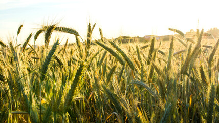 Wheat field at sunrise on a spring day