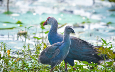 Naklejka premium Grey-headed swamphen or purple swamphen adult bird along with juvenile bird