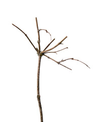 A dry branch with many branches on top, similar in shape to an umbrella, isolated on a clean white background.