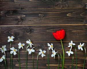 Uniqueness.Flowers are laid out on a dark wooden background, Lonely red tulip between narcissus. Stand out, be different.