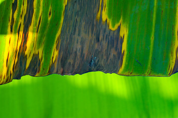 Texture back of banana leaf to be abstract  wallpaper