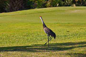 Fototapeta premium Sand Crane in Stuart Florida on a golf course