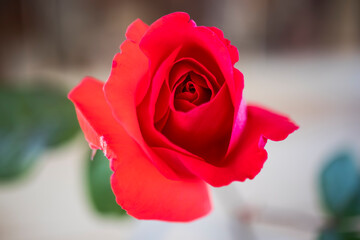 rosebuds, close-up. single rose. minimal color photo.