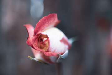 rosebuds, close-up. single rose. minimal color photo.