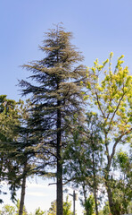 trees against the sky, natural for expressions .