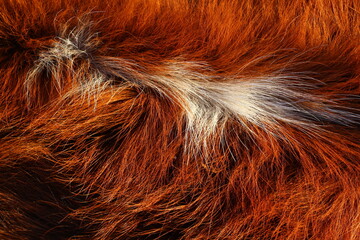 close up of fur