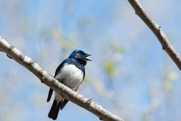 Fototapeta premium 囀るオオルリ(Blue-and-White Flycatcher)