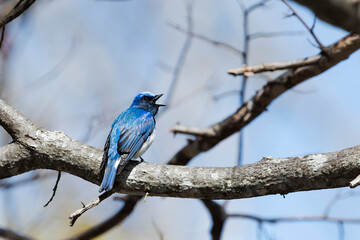 囀るオオルリ(Blue-and-White Flycatcher)