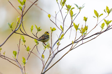 囀るノジコ(Yellow bunting)