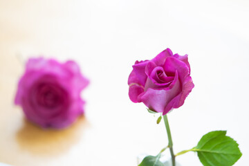 テーブルの上でピンク色のバラの花を撮影