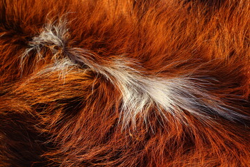 close up of a cow fur