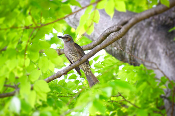 木に隠れる一羽のヒヨドリ
