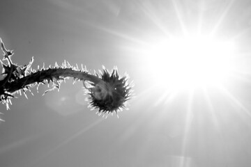 sunlight flare and thistle plant in reverse light.