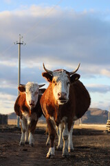 cow and calf in a field