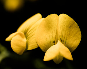 Endemic yellow oxbler plant, close up. macro photo.