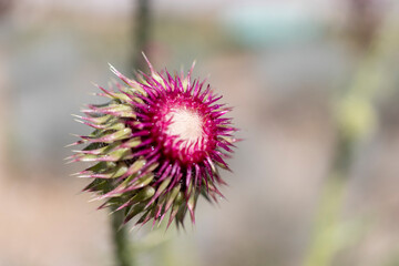 thistle plant, close-up. macro minimal photo.