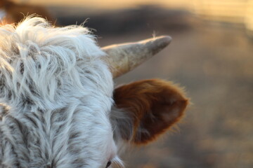 Cow's horn close-up