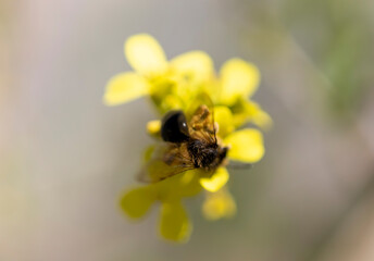 Wild honey bee on yellow wildflowers.