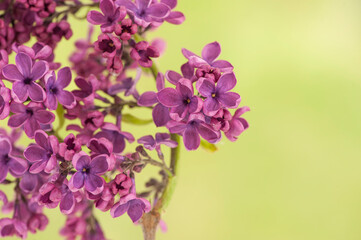 Naklejka na ściany i meble Blooming purple lilac . Close-up of purple lilac on green blurred background. 