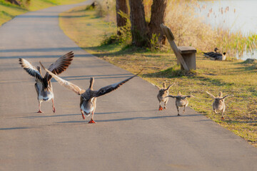 Greylag gooses teaching chicks to fly. Birds learn to fly. - obrazy, fototapety, plakaty