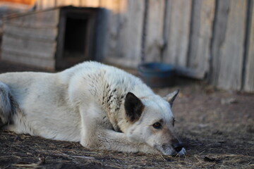 White watchdog on leash chain guard house lying down on ground 