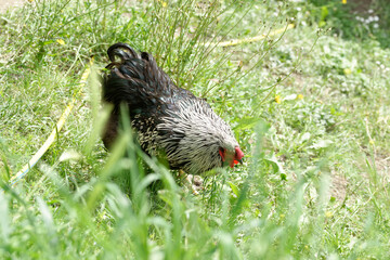 detail of hen in a meadow