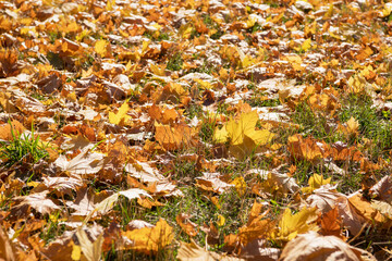 Fallen maple leaves on the ground.