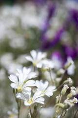 garden view with white wildflowers. macro photograph