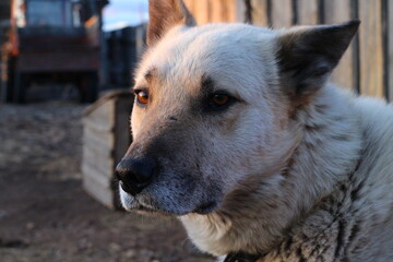 Dog portrait watchdog with brown eyes, black nose  and white hair