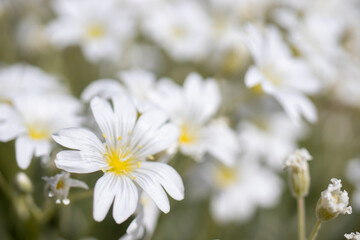 Obraz na płótnie Canvas garden view with white wildflowers. macro photograph