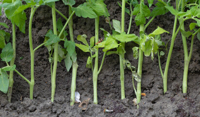 Tomato seedlings temporarily planted in the garden all together