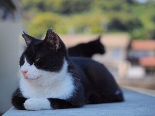自由にすごす猫